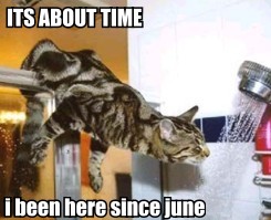 [another cat pic]