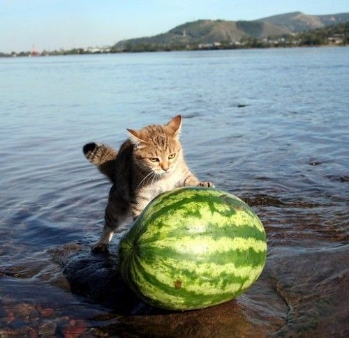 [A cat on a lakeshore rolling a watermelon.]