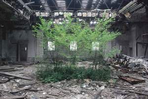 [a tree growing out of the rubble of an abandoned building]